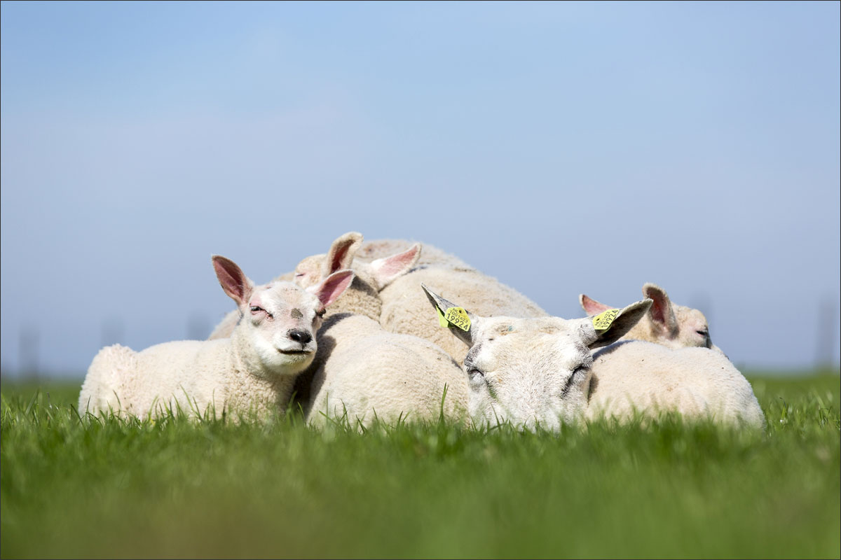 schapen lammetjes