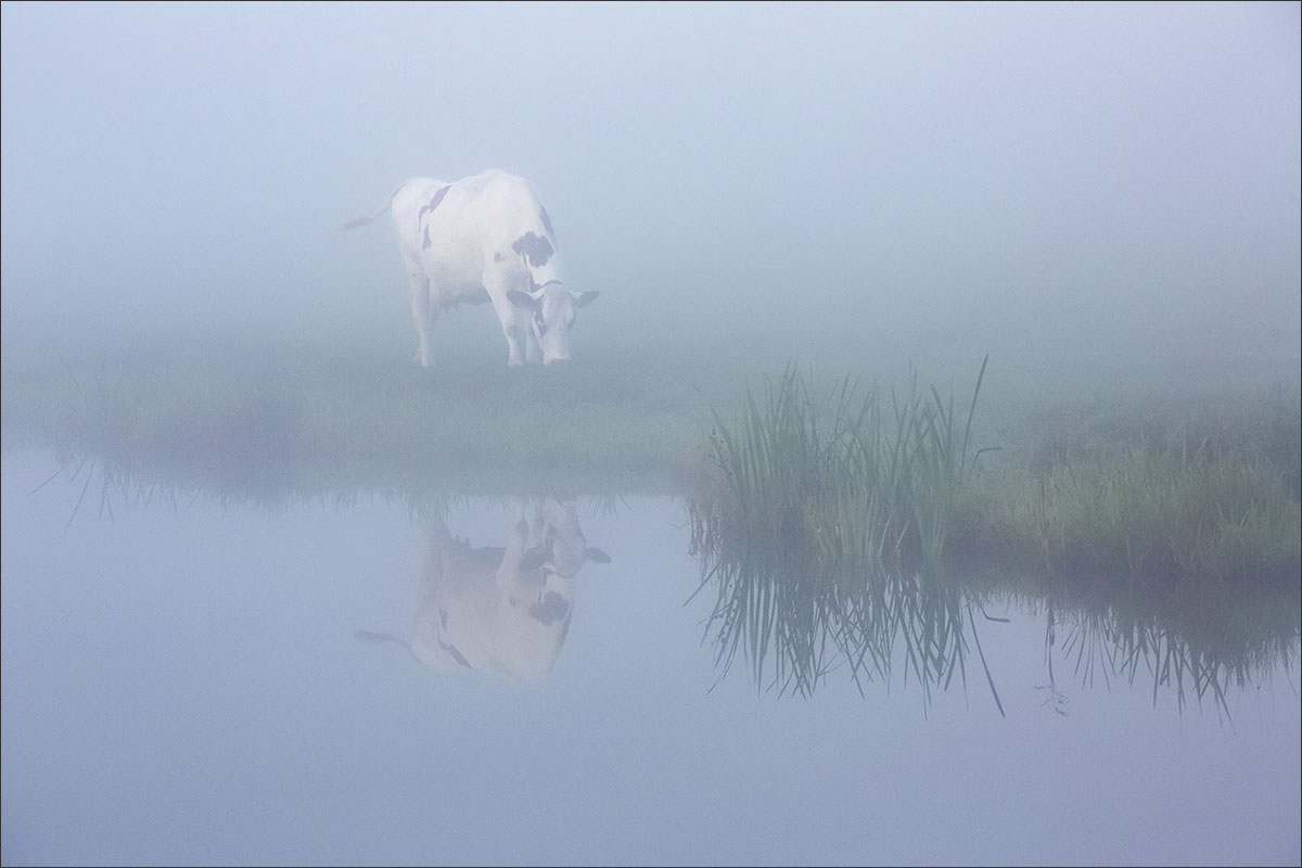 ochtend mist koe