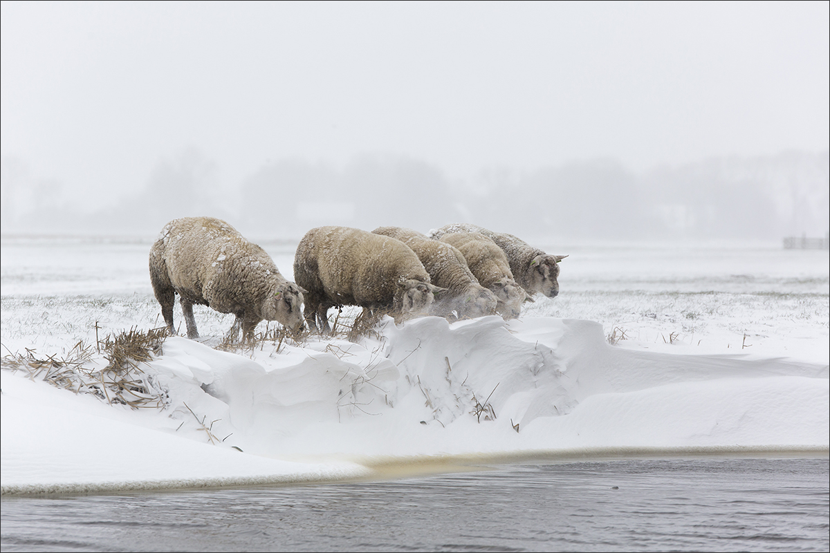 schapen winter